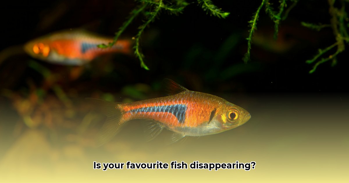 karperachtige-riviervis